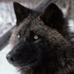 Meet your Posher, Elise